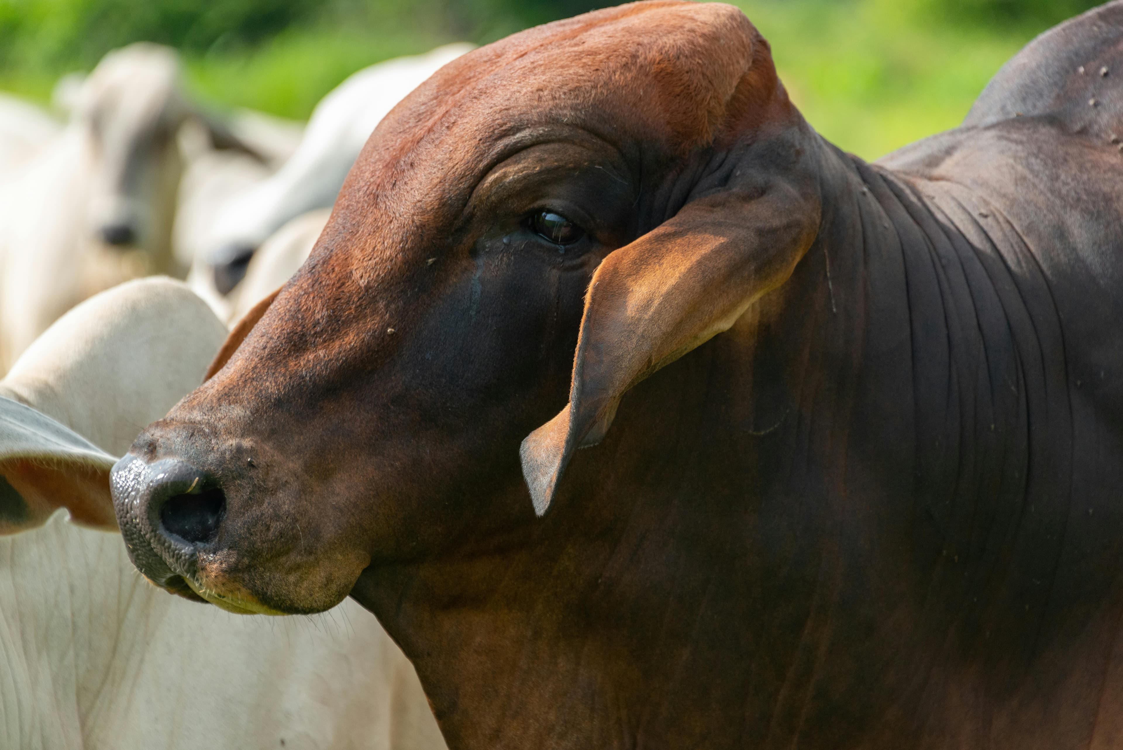Sahiwal Premium Cow
