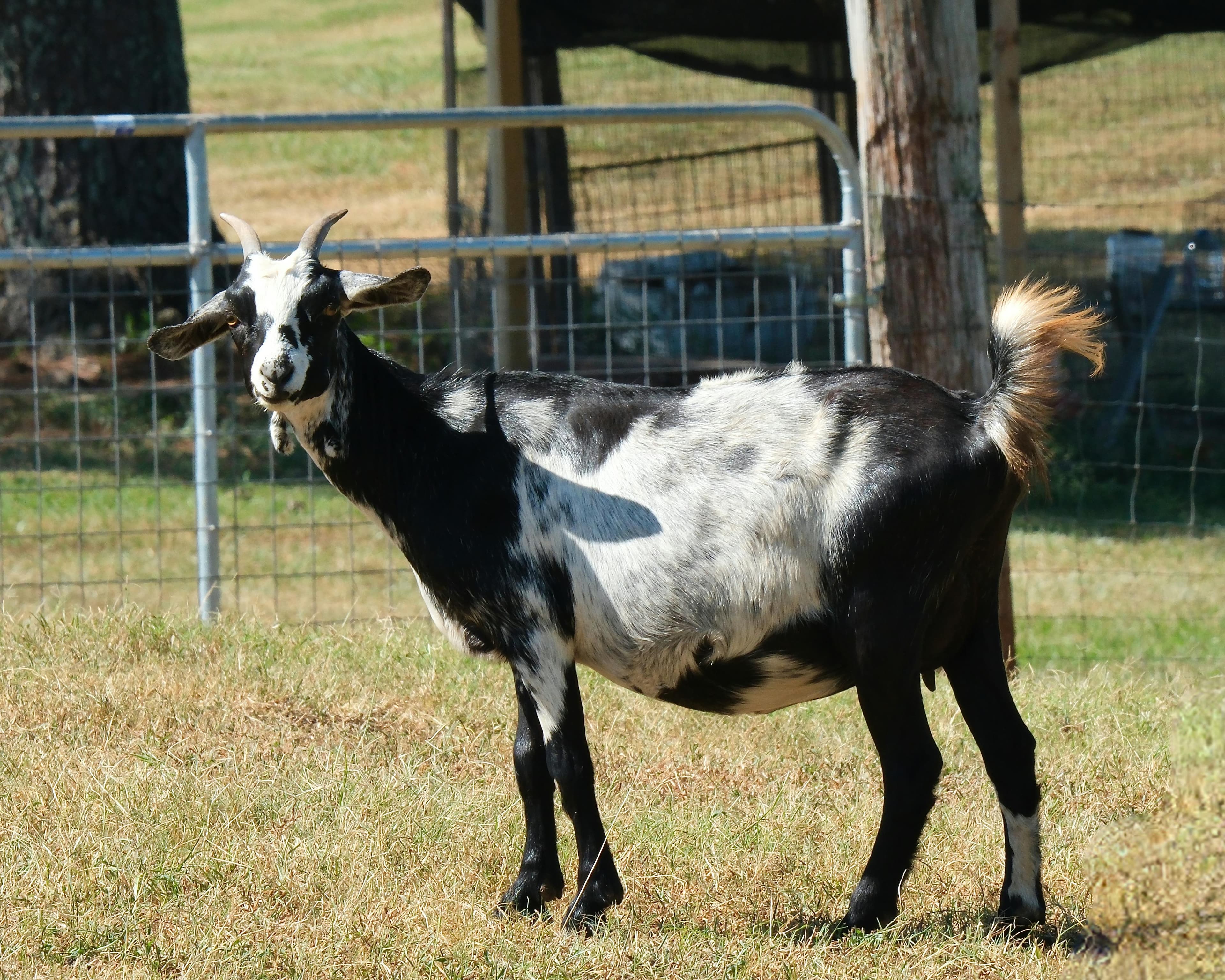 Black Bengal Goat