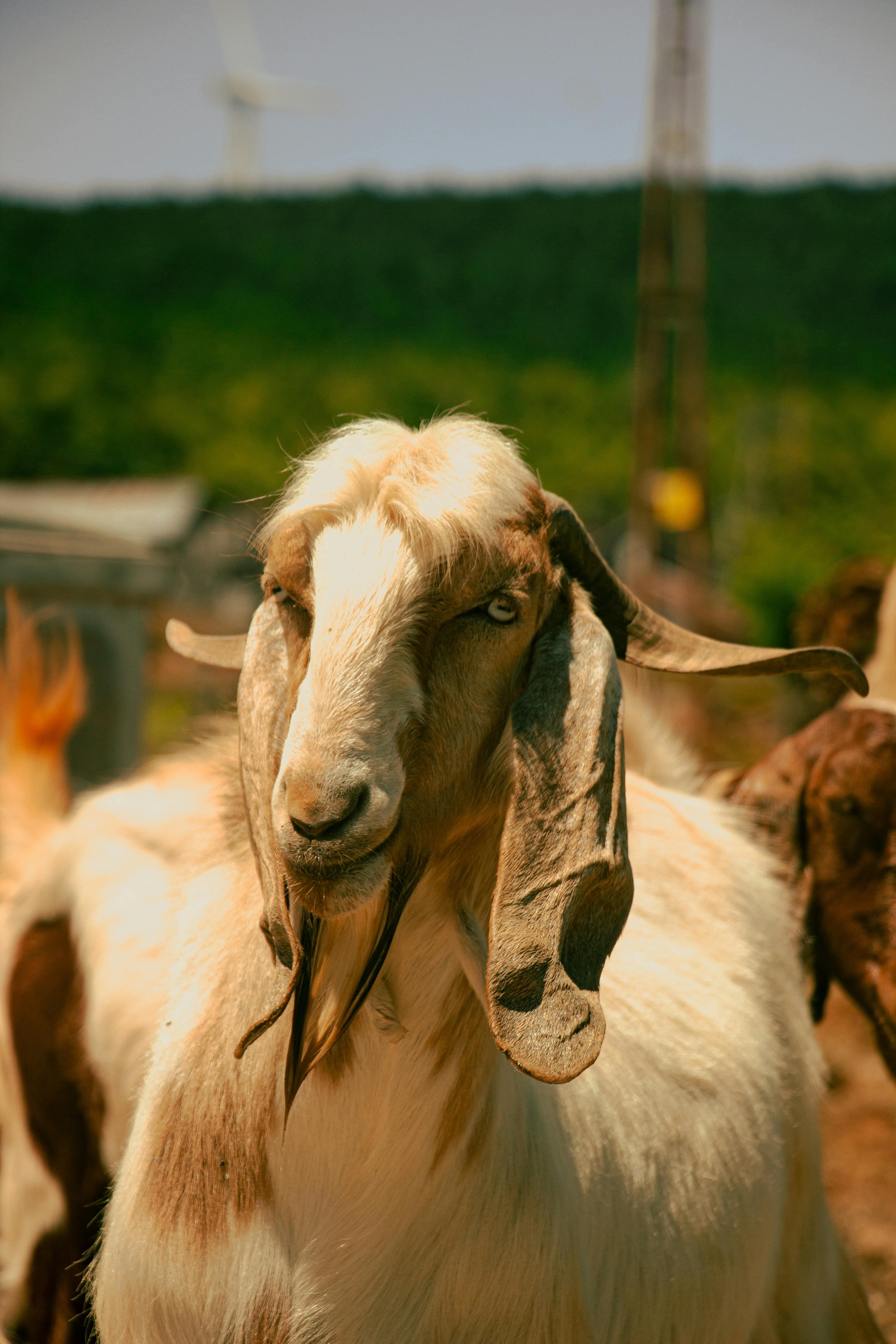Jamunapari Goat