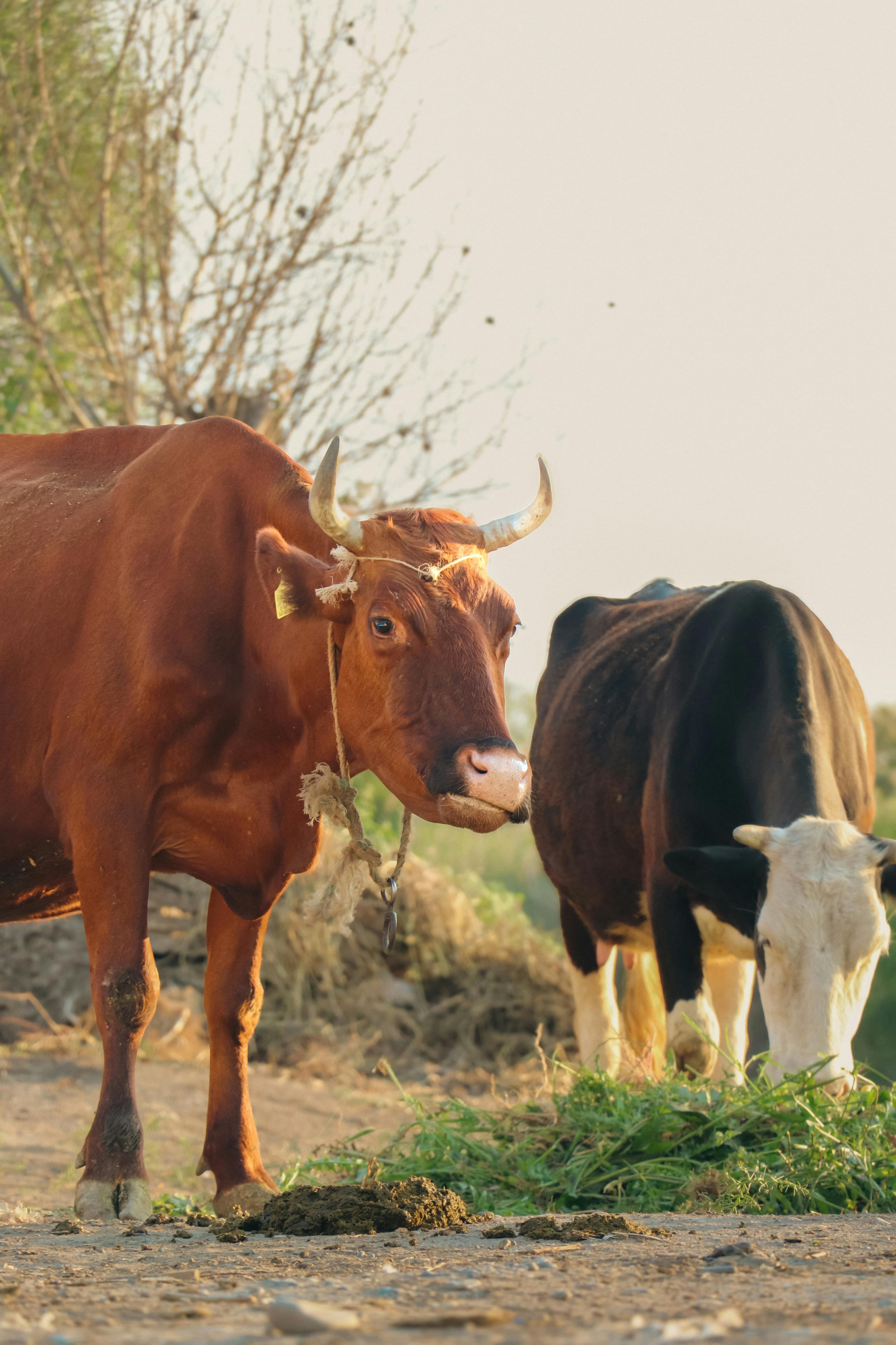 Deshi Shahi Cow